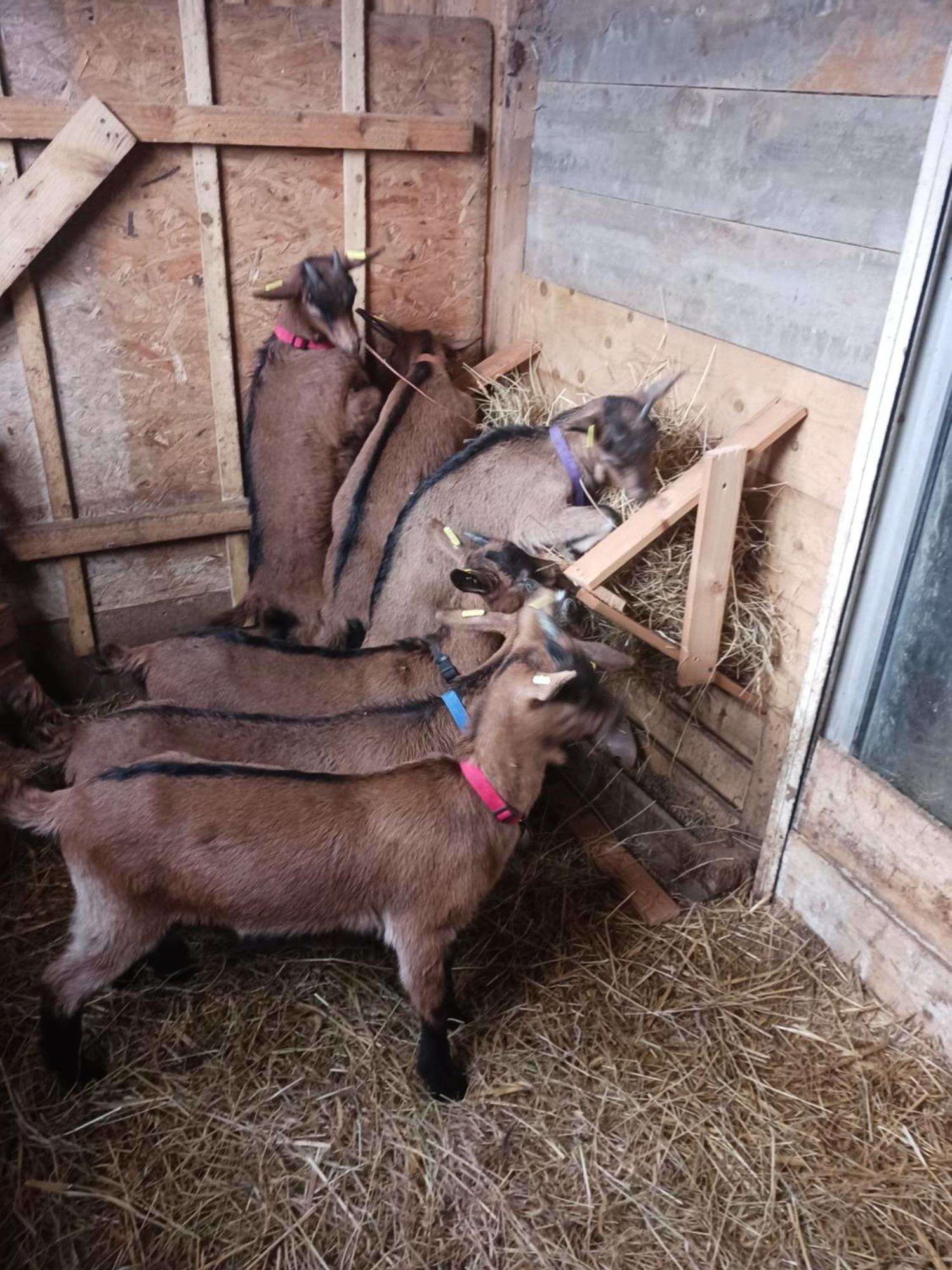 شقة La Ferme Stanczak Tréguier المظهر الخارجي الصورة